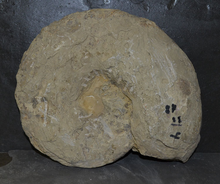 Ceratit Discoceratite Göttingen Ammonite triassic