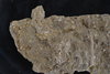 Fossile Seelilie Encrinus liliiformis Emmenhausen  Trias Muschelkalk