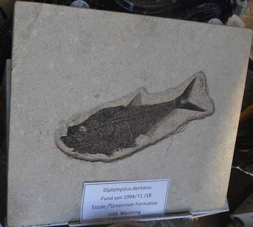 Fish Diplomystus Dentatus USA Wyoming