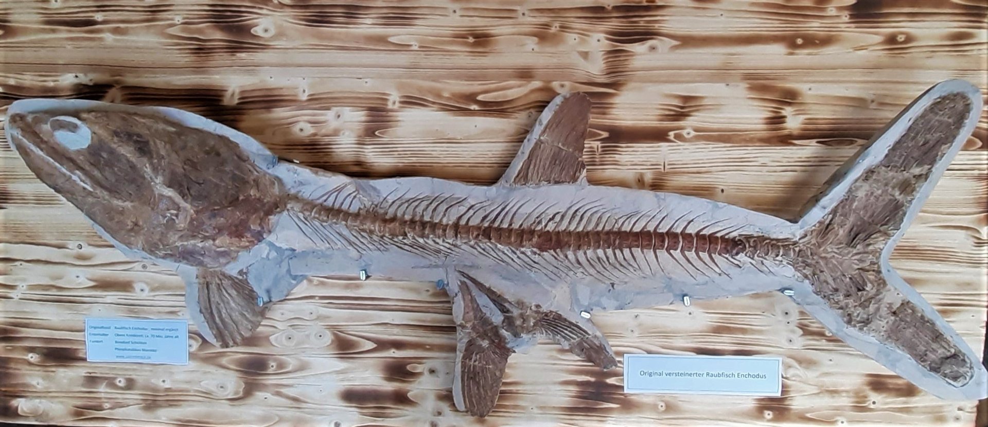 Origineel fossiel roofdiervis Enchodus sp. Krijt Marokko