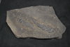 Fossil twee Osteolepis Schotland Orkney