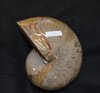 Petrified Nautilus Madagascar Cretaceous