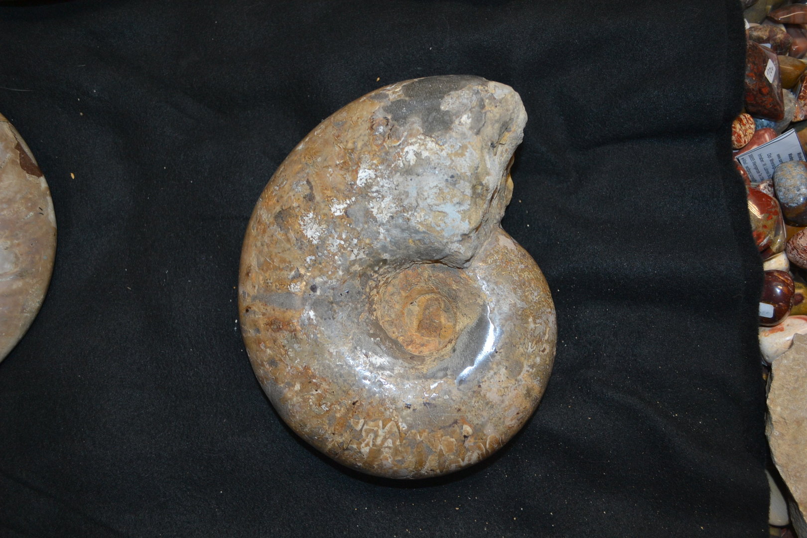 Ammonite Madagascar Cretaceous