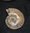 Ammonit  Fossil Versteinerung Madagaskar Kreide