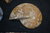 Ammonit  Fossil Madagaskar Kreide- Zeitalter poliert