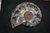 Fossil Ammonite Madagascar Cretaceous