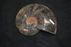 Ammonite     Cretaceous      Madagascar polished