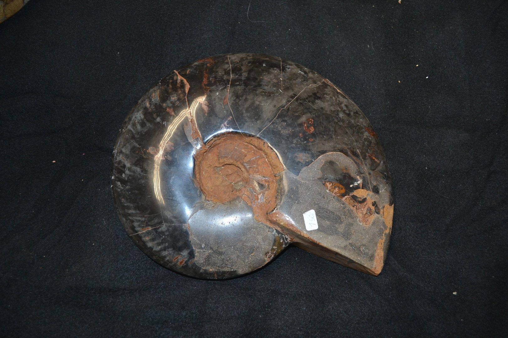 Ammonit  Madagaskar Kreide- Zeitalter poliert