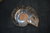 Ammonite Cretaceous Madagascar polished