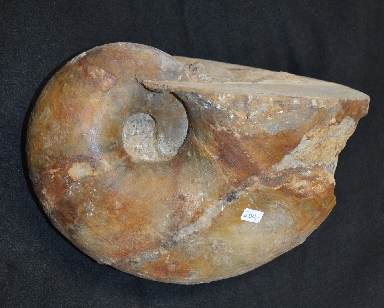 fossiel nautilus     Jurassic-tijdperk     Normandië, Frankrijk