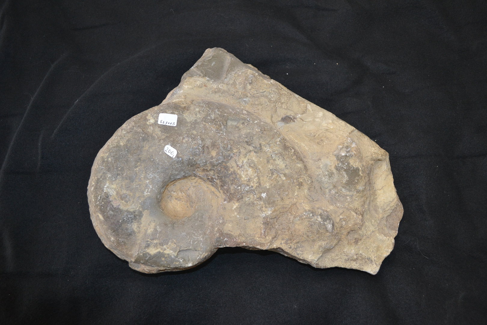 cephalopod nautilus Triassic age Göttingen