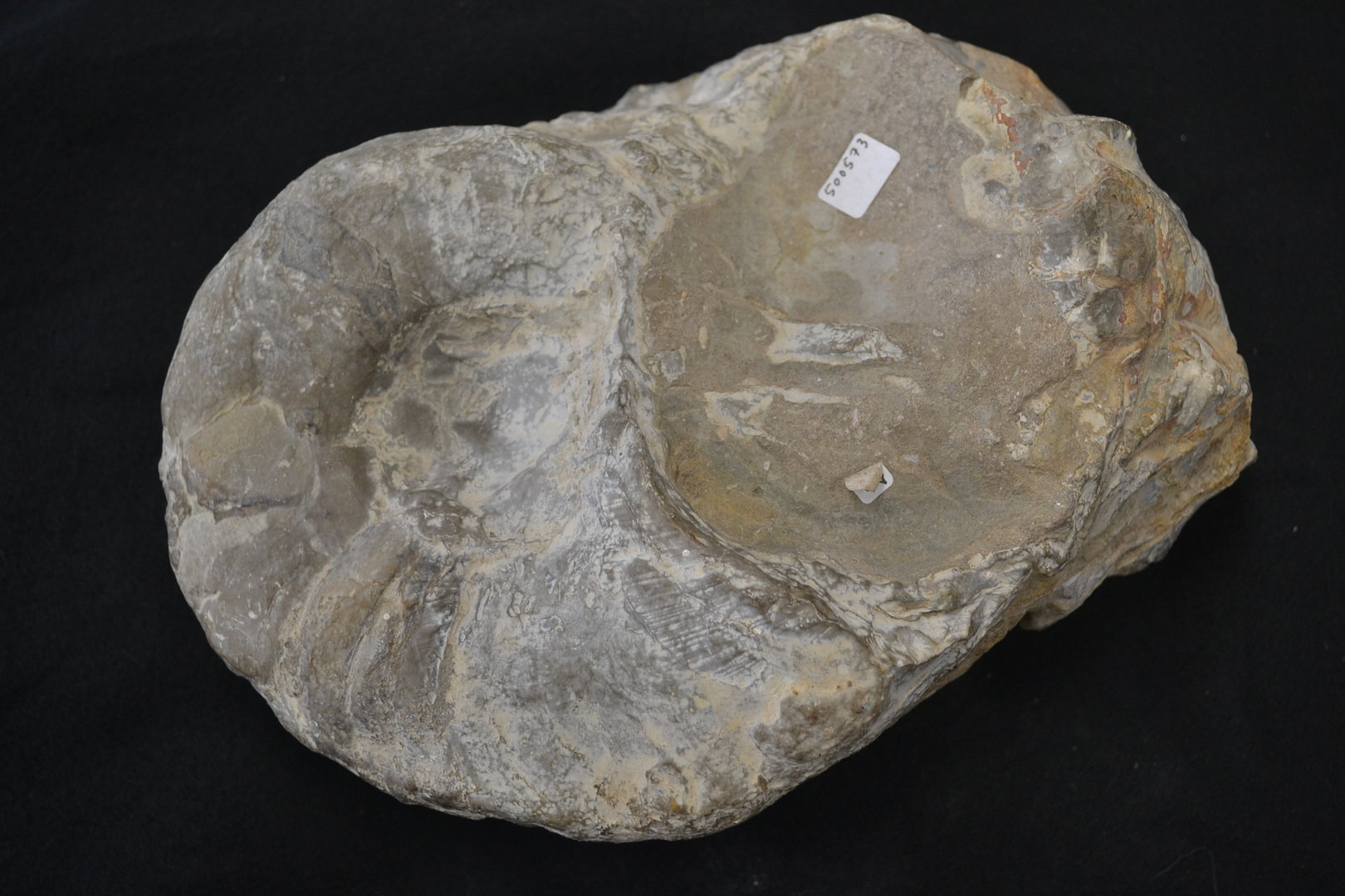 fossiel Nautilus Trias leeftijd Muschelkalk Göttingen Nedersaksen