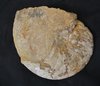Fossil Nautilus Normandy Jurassic era France