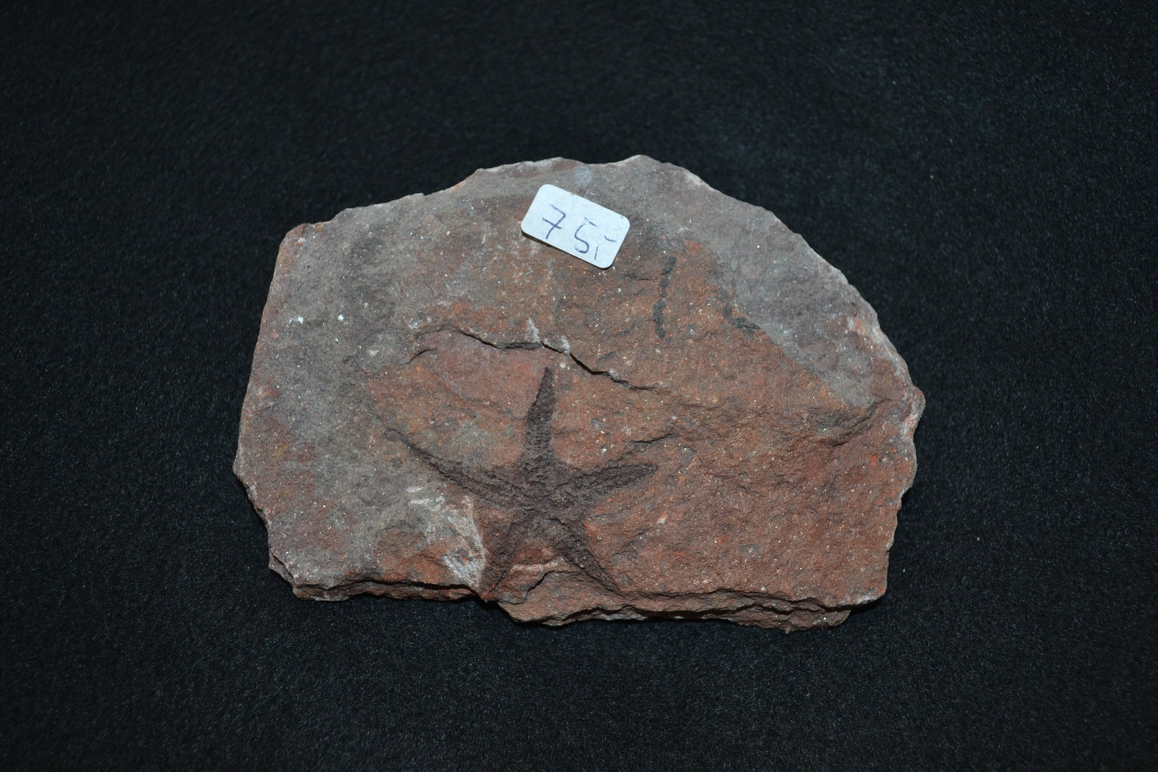 Seestern Ordovizium Marokko