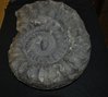 Ammonit  Lias, Unterer Jura Albstadt  Arietites