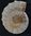 Ammonit  Madagaskar Jura