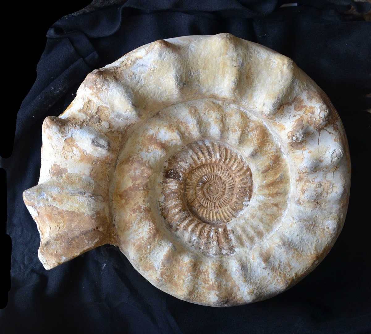 Ammonit  Madagaskar Jura- Zeitalter