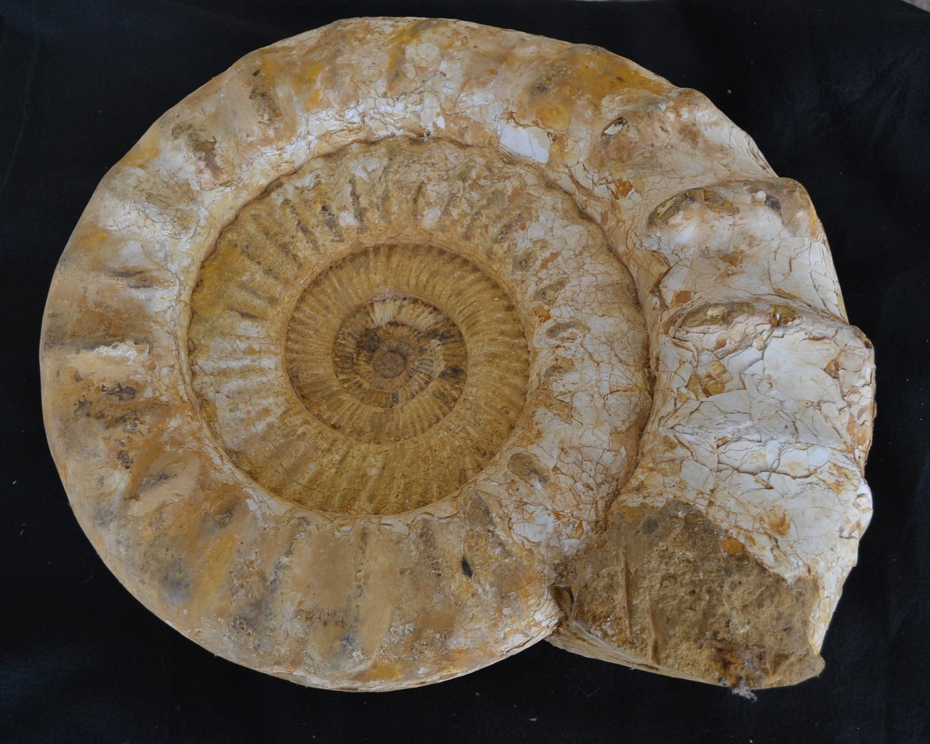 Great Ammonite Madagascar Jurassic era