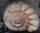 Großer Ammonit  Madagaskar Jura- Zeitalter
