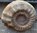 Großer Ammonit  Madagaskar Jura- Zeitalter