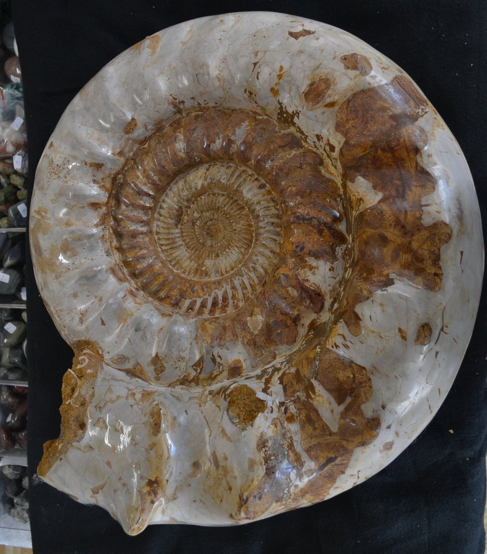 Ammonite Madagascar Jurassic era