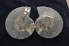 Ammonite pairs Madagascar Cretaceous