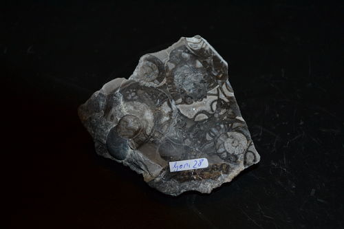 Goniatit Ammonite Bad Grund Harz Mountains
