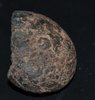Goniatit Old Ammonite Devonian Marokko