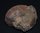 Goniatit Old Ammonite Devonian Marokko