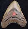 fossil petrified shark tooth Carcharocles Megalodon