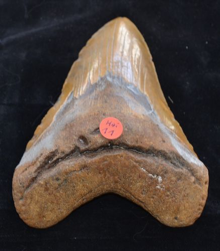Haifischzahn Megalodon Miozän South Carolina