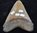 fossil petrified shark tooth Carcharocles Megalodon