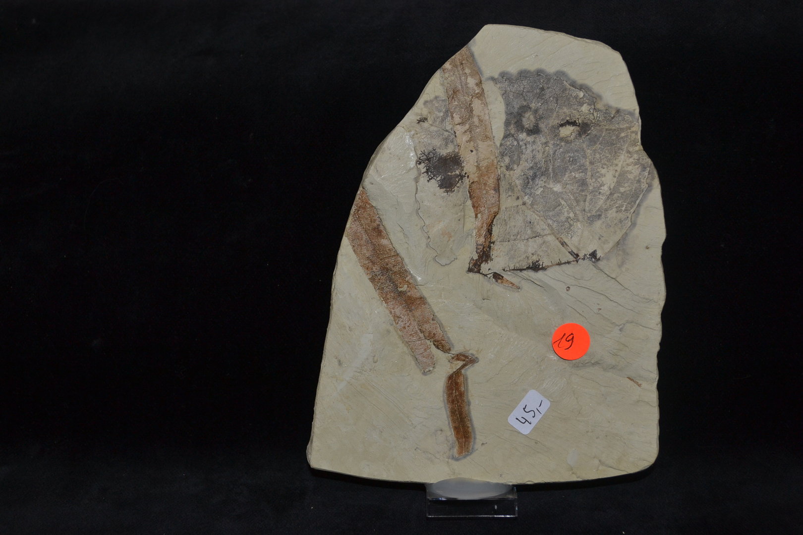 Fossiele fossilisatie kaneelboom bladeren Tertiair Mioceen Augsburg