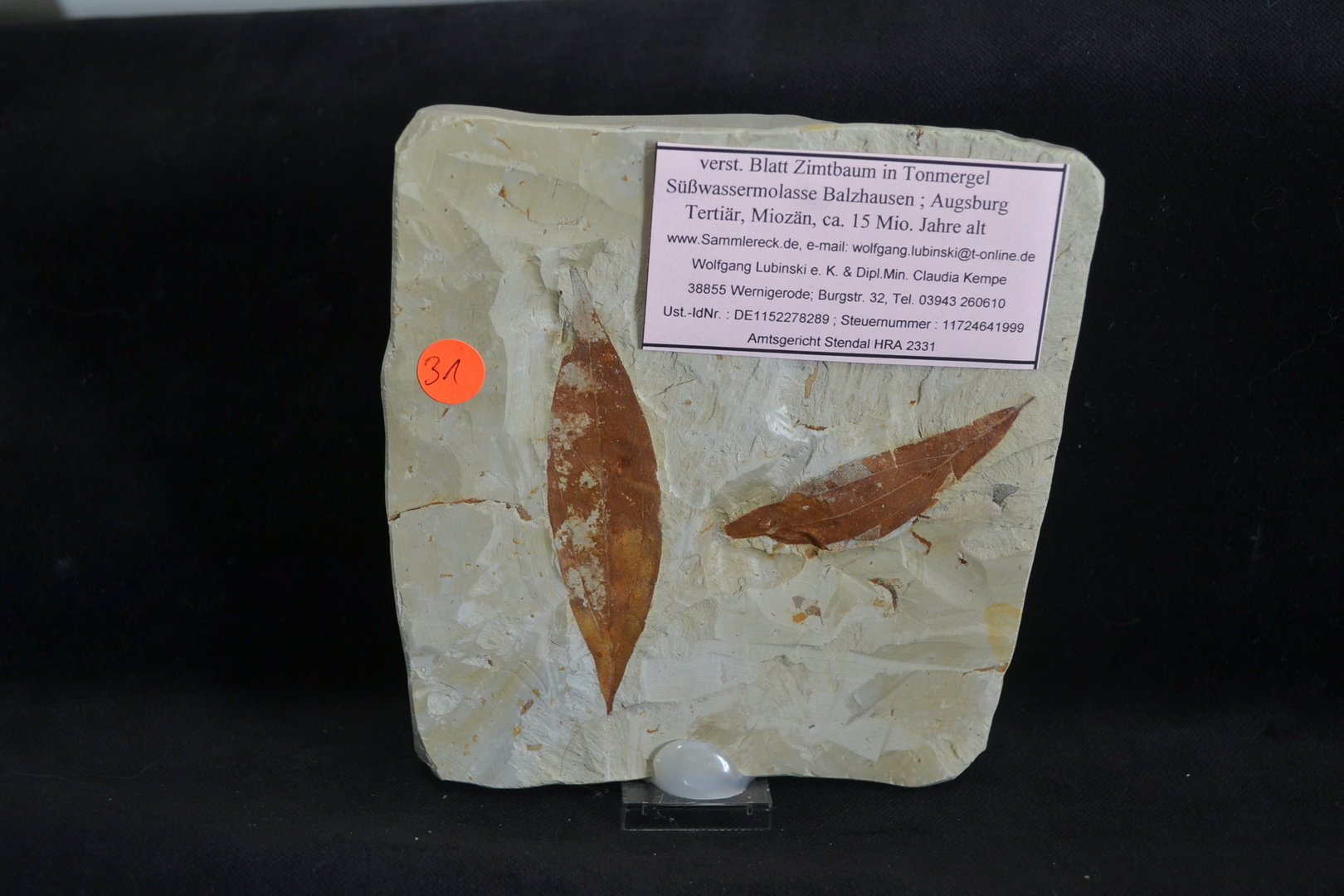 Fossiele fossilisatie kaneelboom bladeren Tertiair Mioceen Augsburg