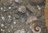 Ammoniten verst. Meeresboden Kreidezeit Madagaskar
