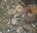 Ammoniten verst. Meeresboden Kreidezeit Madagaskar