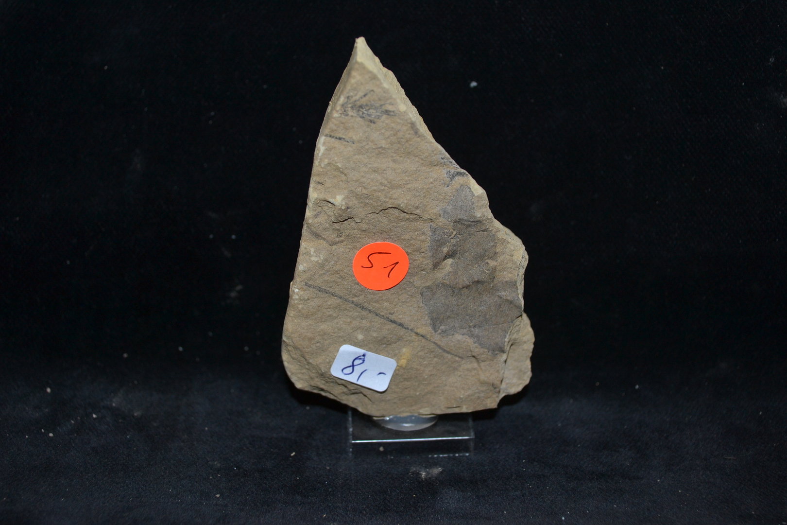 Fossiel  versteend blad Tertiair Mioceen Bilina CZ