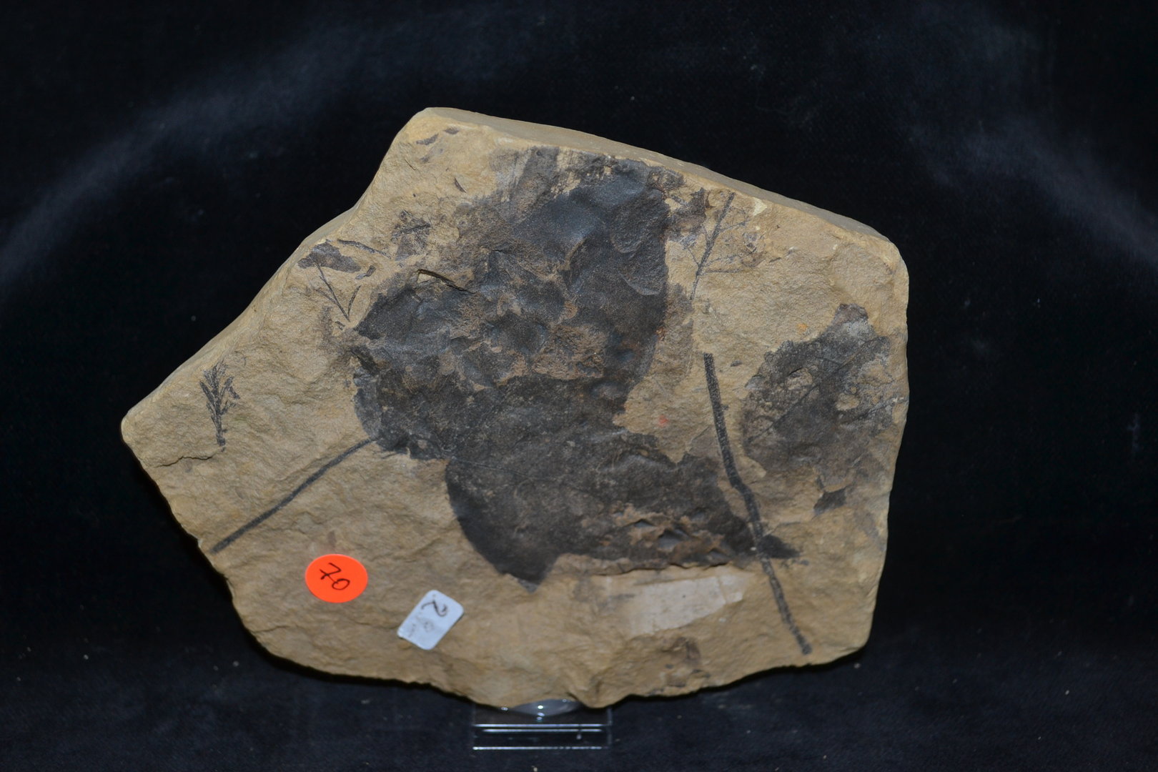 Fossiel Alnus julianiformis Tertiair Mioceen Bilina CZ