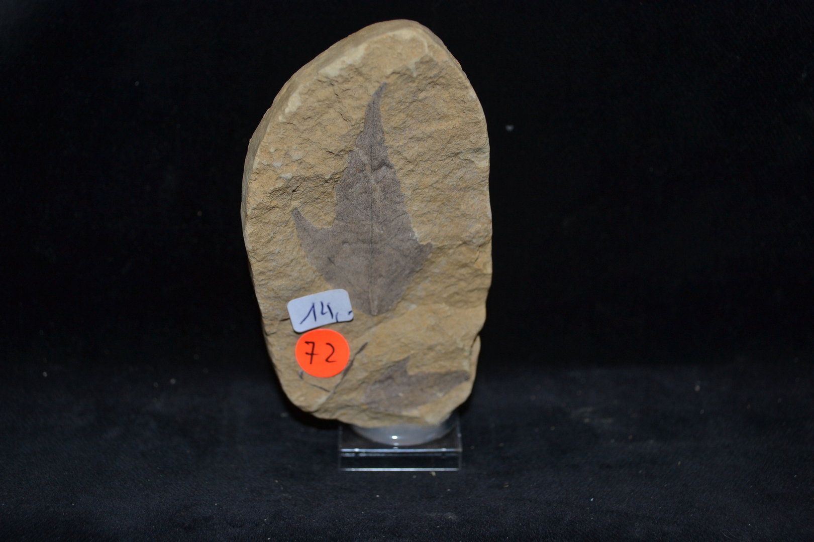 Fossiel Esdoorn Tertiair Mioceen Bilina CZ