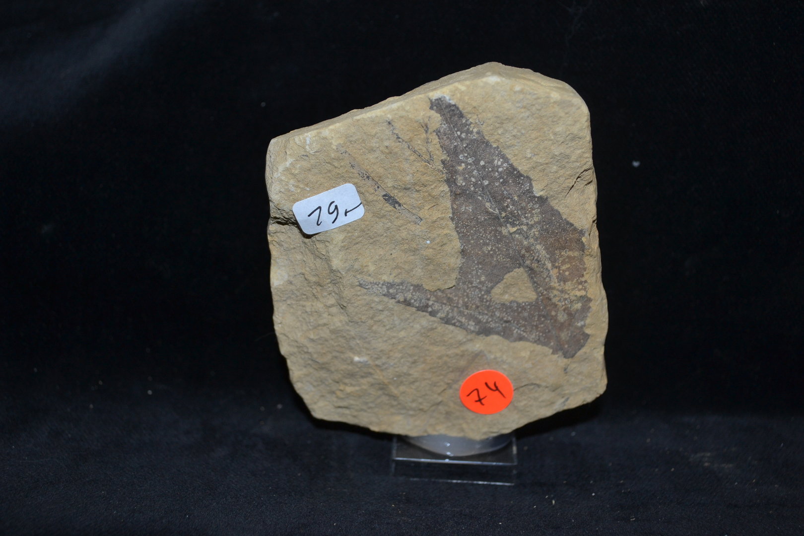 Fossiel Esdoorn Tertiair Mioceen Bilina CZ