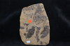 Fossiel Alnus julianiformis Tertiair Mioceen Bilina CZ