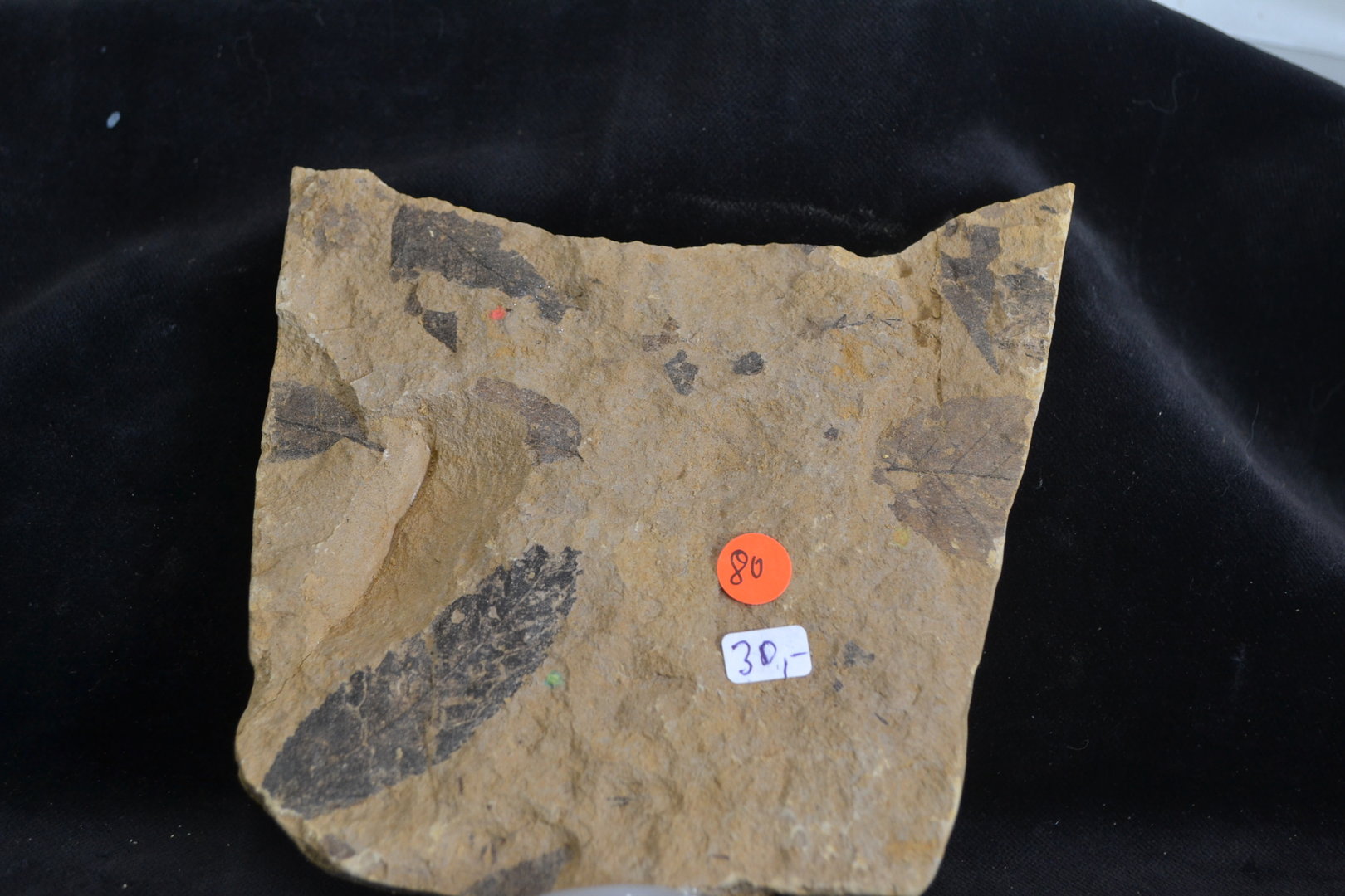 Fossiel  versteend bladeren Tertiair Mioceen Bilina CZ