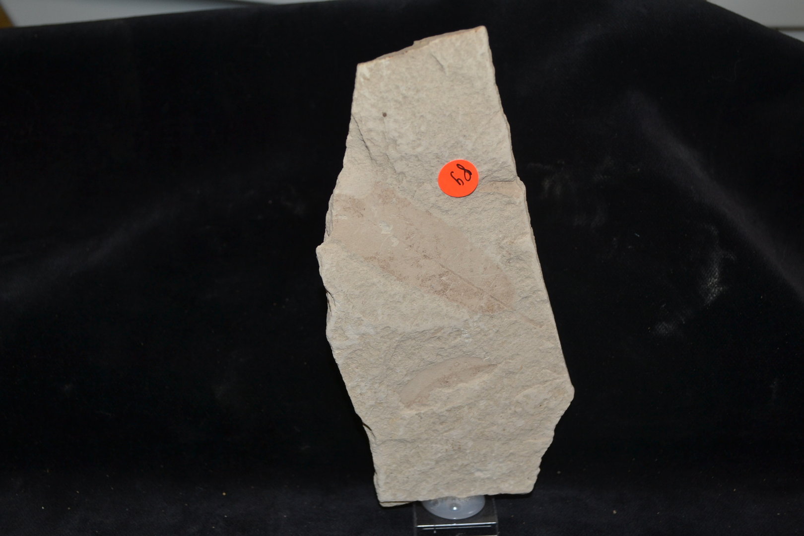 Fossiel  versteend blad Tertiair Mioceen Ankara