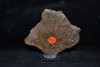 Fossiel  versteend blad Tertiair Mioceen Großalmerode