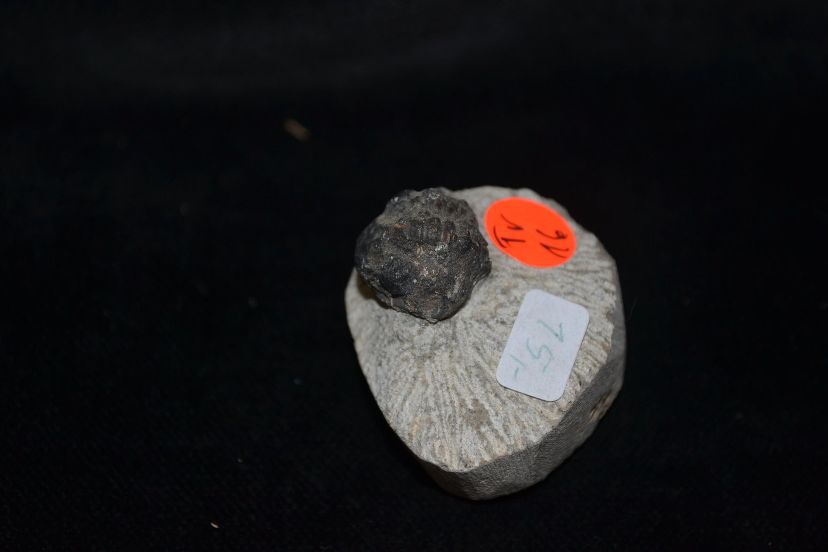 Trilobit Phacopstrilobit Mittleres Devon Marokko
