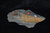 großer Trilobit Ordovizium Portugal