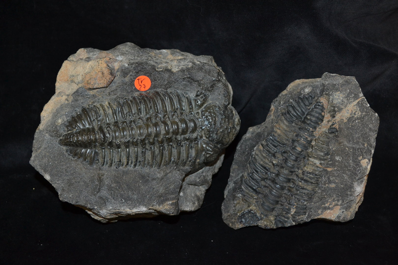 Fossiele trilobiet positief - Negatief Midden-Devon Marokko