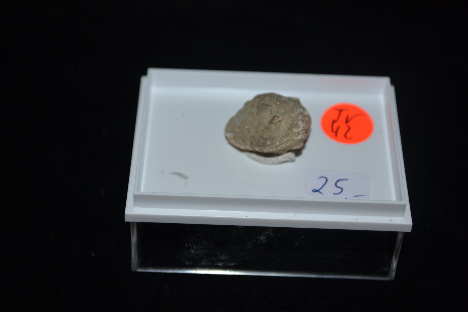 Trilobit Phacopide Fragmente Devon Gees Eifel