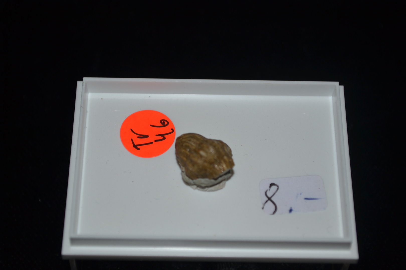 Trilobit Phacopide Fragment Devon Gees Eifel