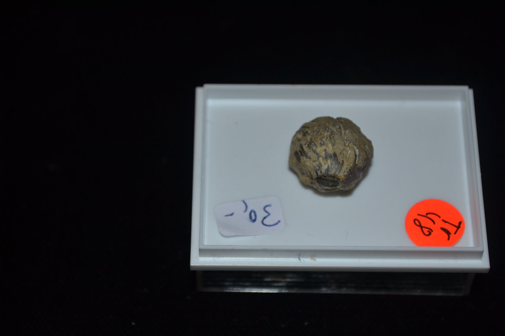 Trilobit Phacopide Mittleres Devon Gees Eifel